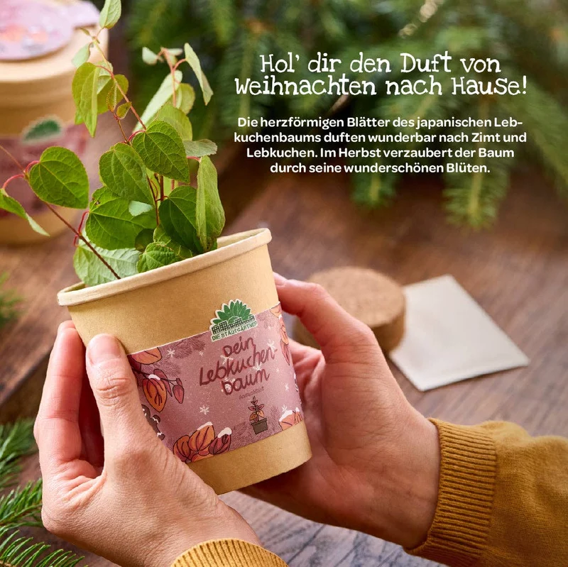 Anzuchtset | Lebkuchenbaum aus dem Becher