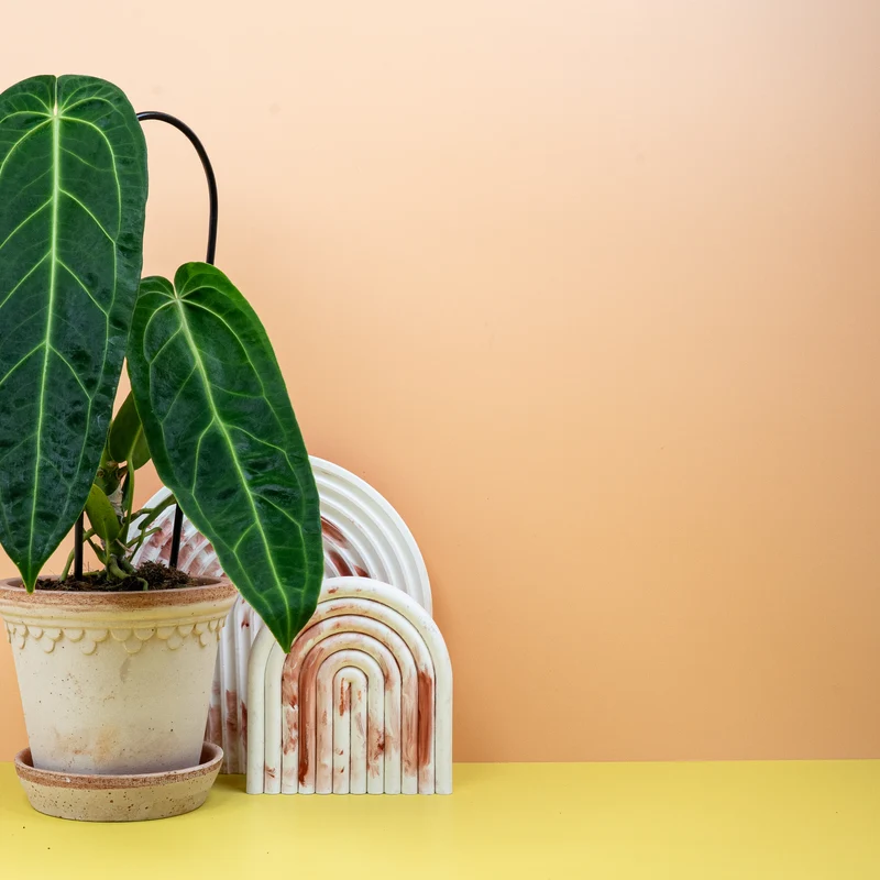 ANTHURIUM WAROCQUEANUM