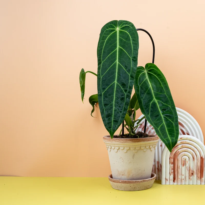 ANTHURIUM WAROCQUEANUM