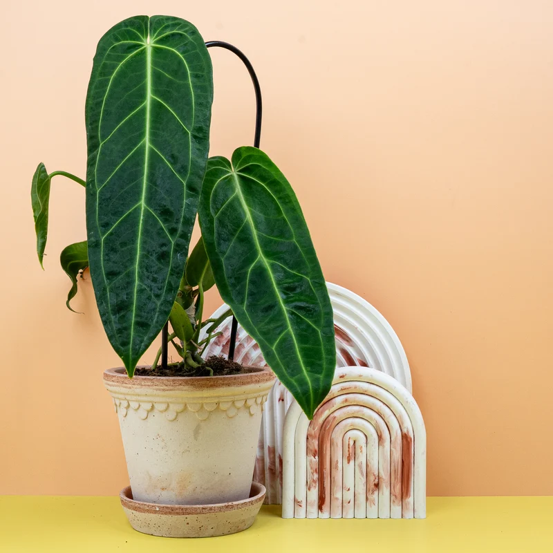ANTHURIUM WAROCQUEANUM
