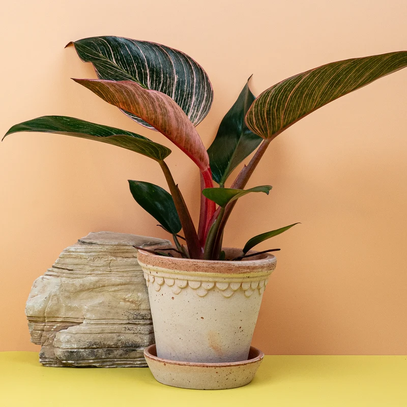 PHILODENDRON BIRKIN PINK