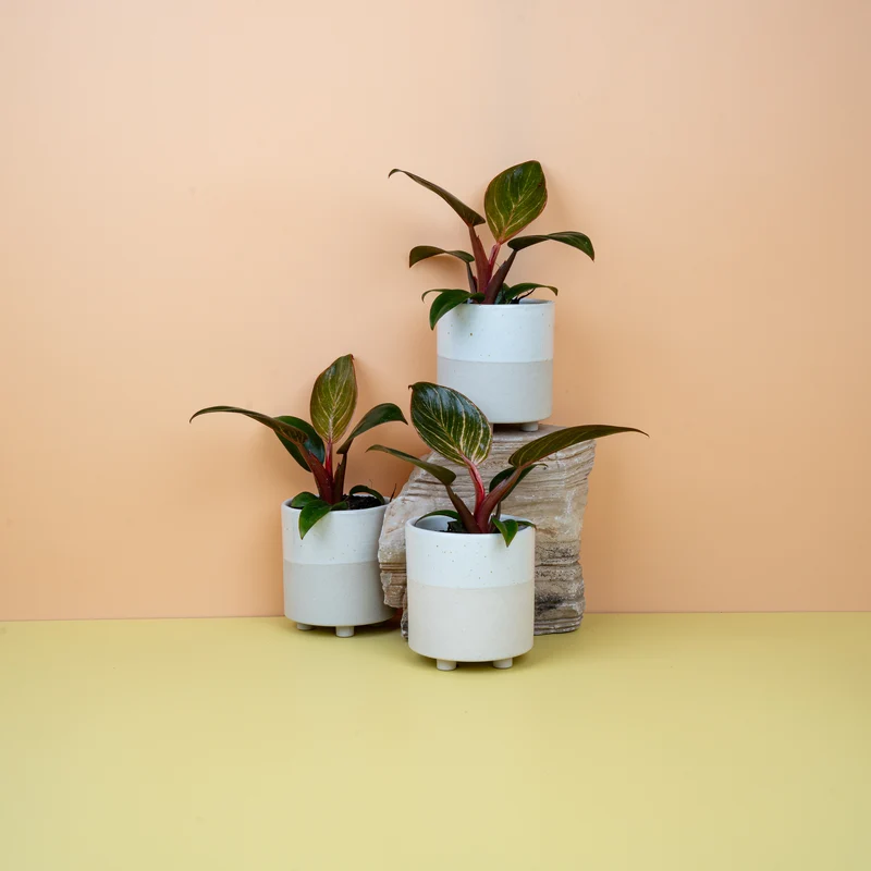 PHILODENDRON BIRKIN PINK