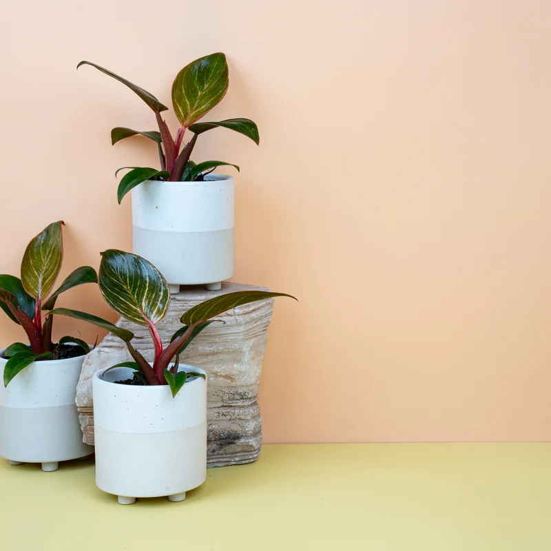 PHILODENDRON BIRKIN PINK