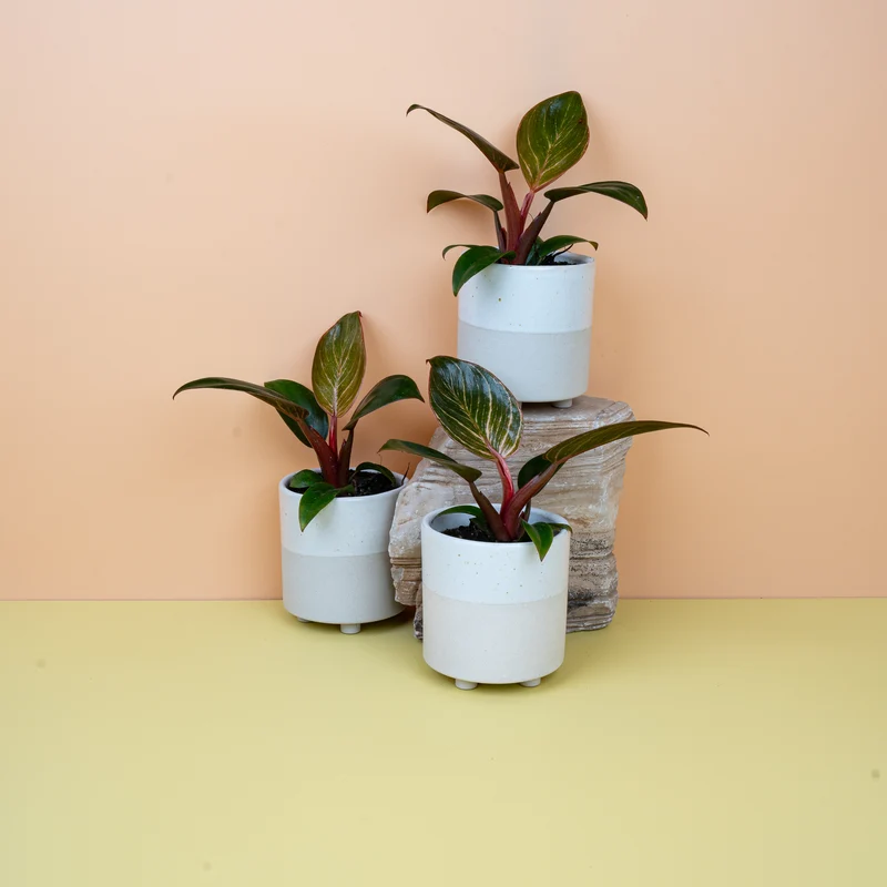 PHILODENDRON BIRKIN PINK