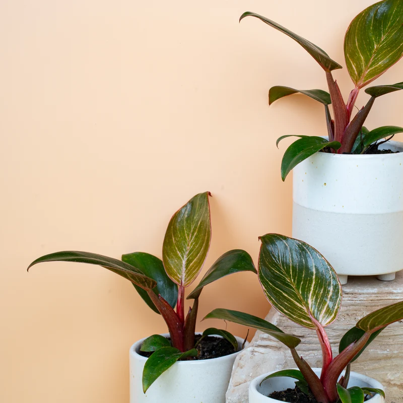 PHILODENDRON BIRKIN PINK