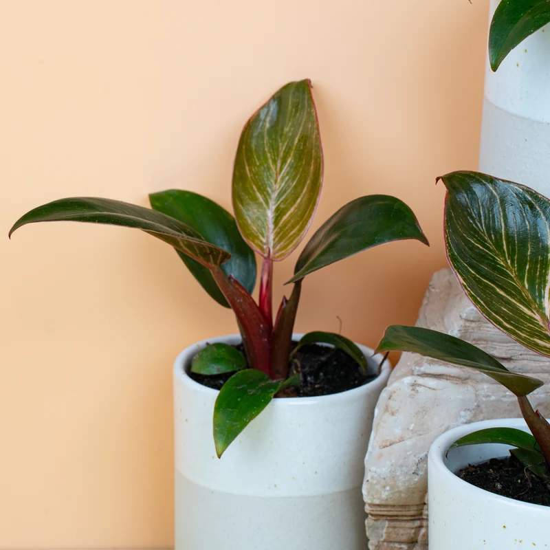 PHILODENDRON BIRKIN PINK