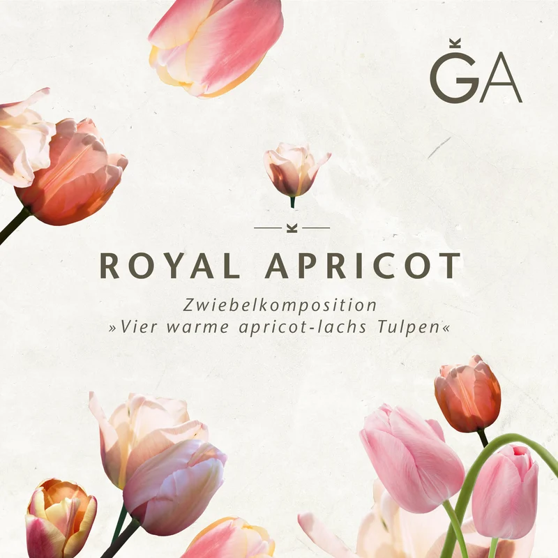 Royal Apricot: Vier warme apricot-lachs Tulpen