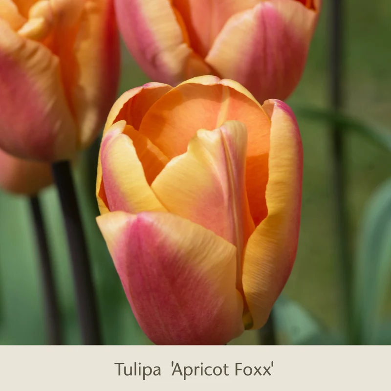 Royal Apricot: Vier warme apricot-lachs Tulpen