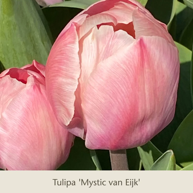 Royal Apricot: Vier warme apricot-lachs Tulpen