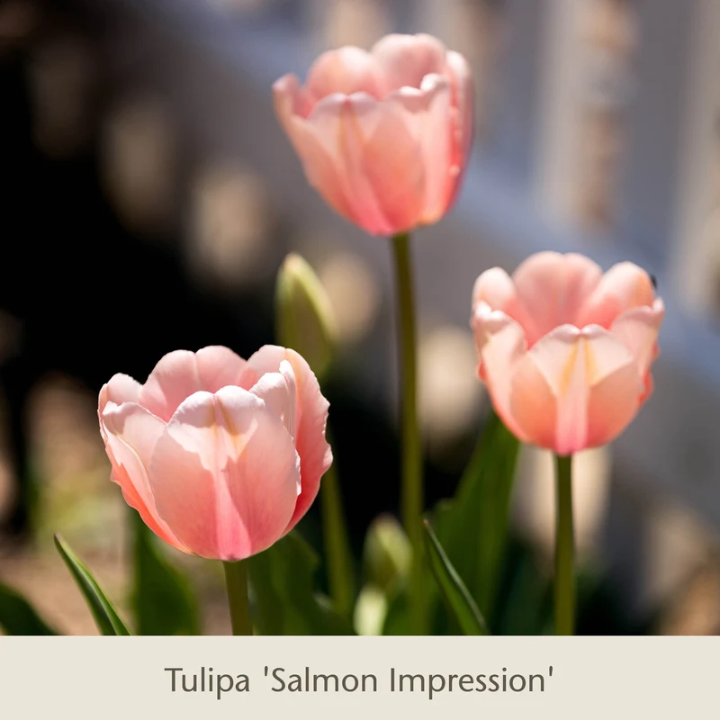 Royal Apricot: Vier warme apricot-lachs Tulpen