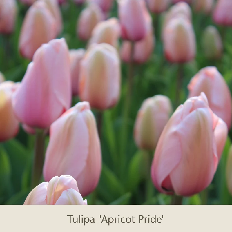 Royal Apricot: Vier warme apricot-lachs Tulpen