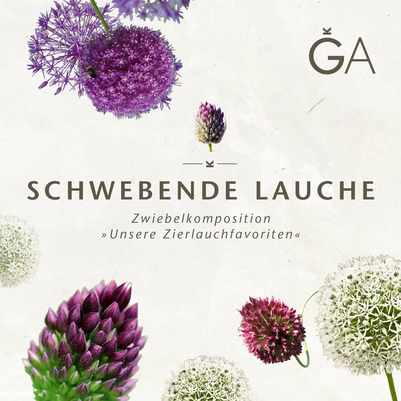 Schwebende Lauche: Unsere Zierlauchfavoriten