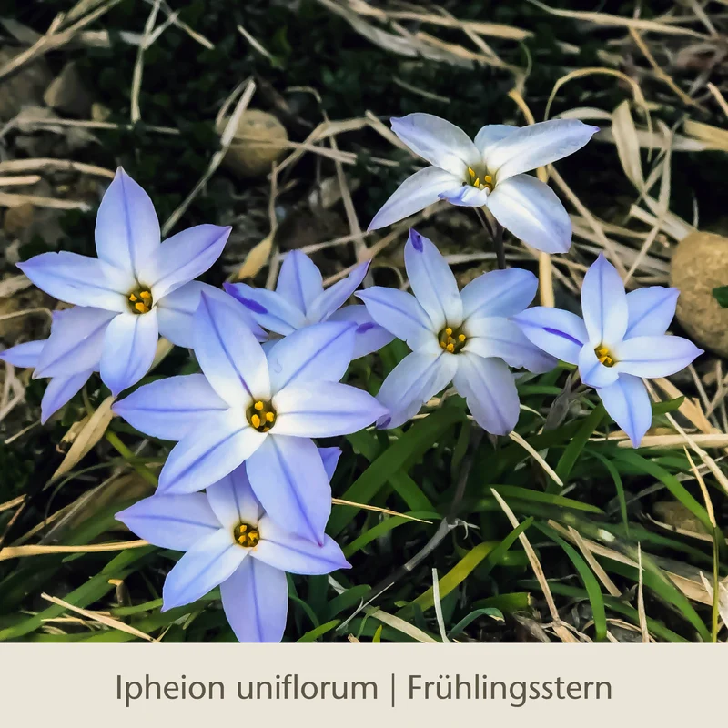 Waldzauber: Für den lichten Schatten