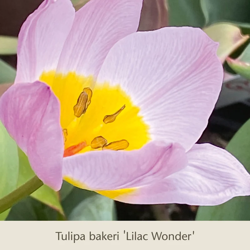 Bienen Balkon: Insektenfreundliche Frühjahrsblüher für den Balkonkasten