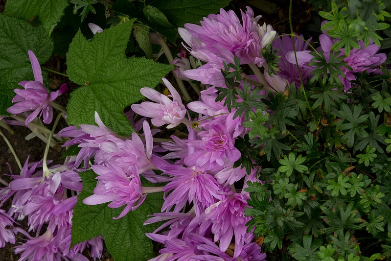 Colchicum 'Waterlily' - Herbstzeitlose