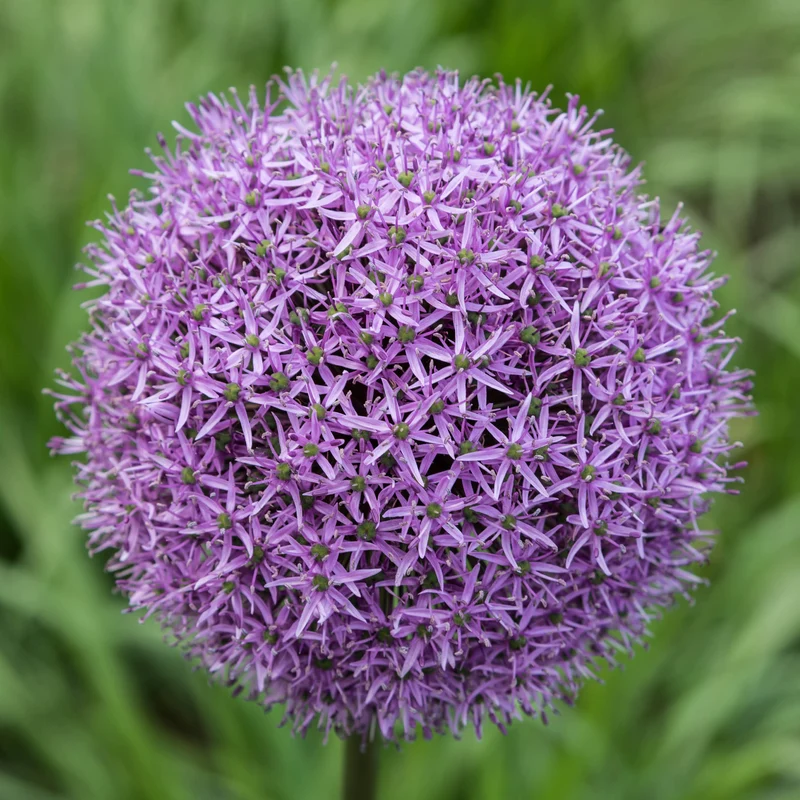 Allium 'Gladiator' - Riesen-Kugellauch