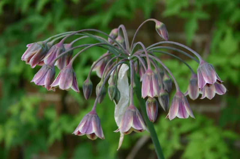Allium siculum - Sizilianischer Honiglauch