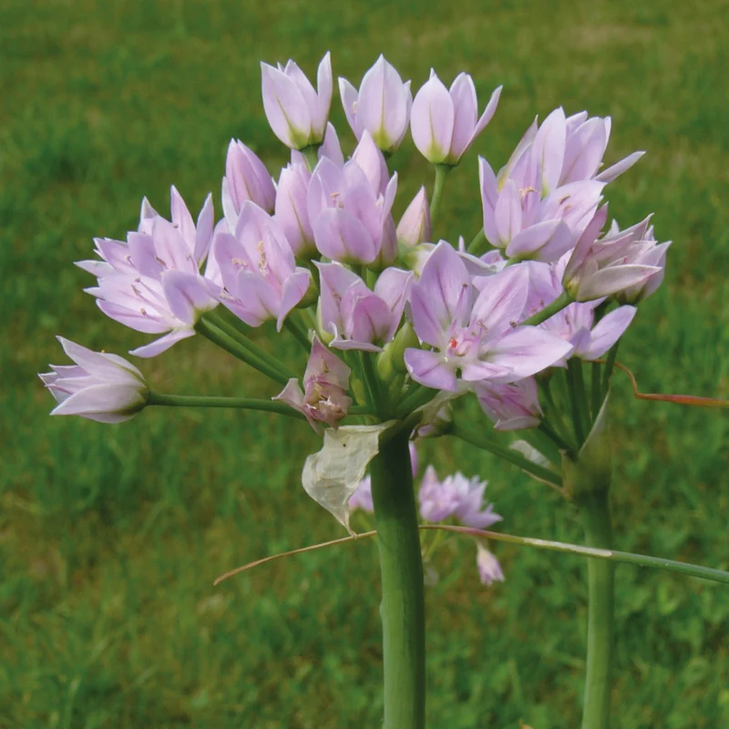 Allium roseum - Rosen-Lauch
