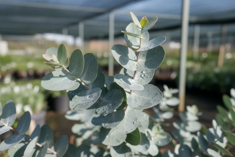 Silberblättriger Eucalyptus / Eucalyptus pulverulenta