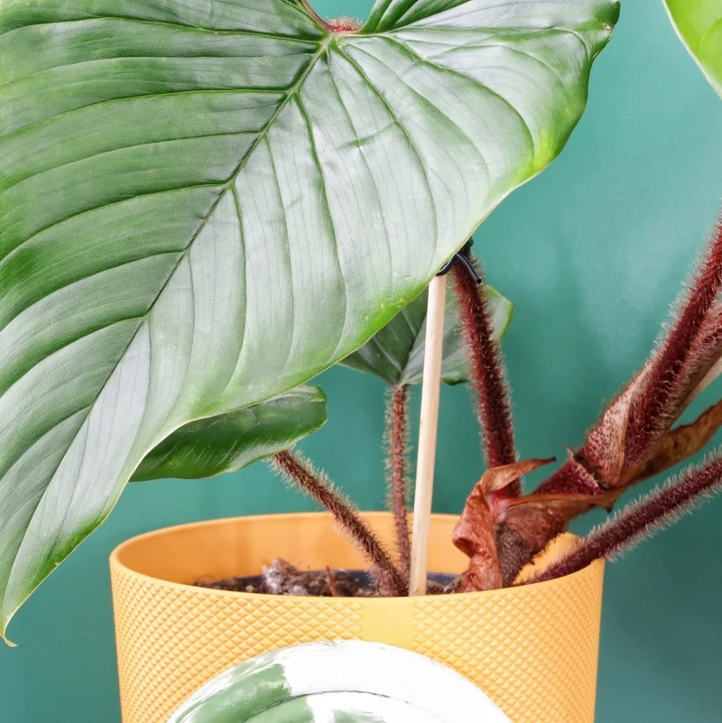 PHILODENDRON SQUAMICAULE