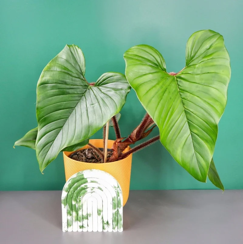 PHILODENDRON SQUAMICAULE
