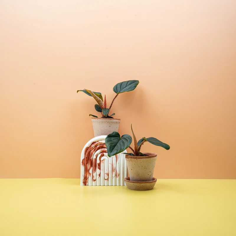 PHILODENDRON SQUAMICAULE