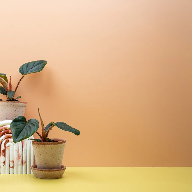 PHILODENDRON SQUAMICAULE