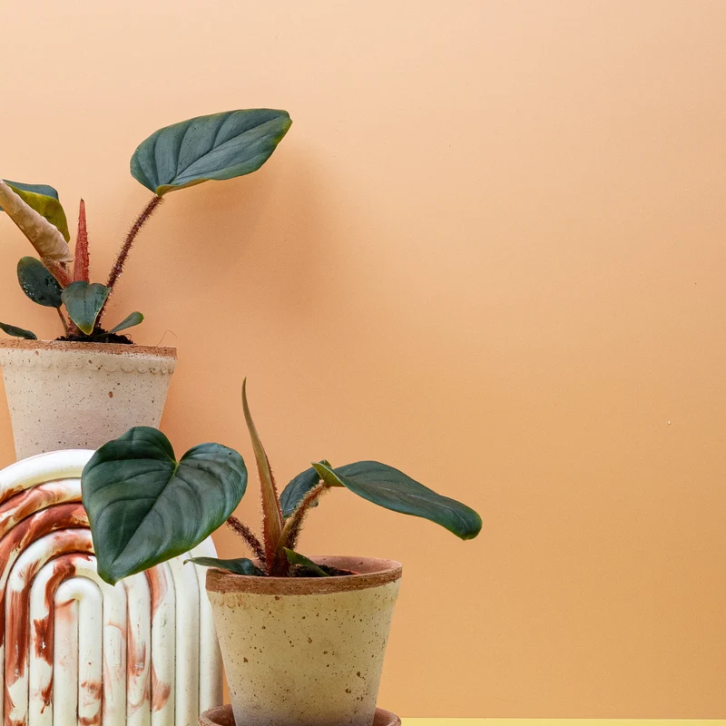 PHILODENDRON SQUAMICAULE