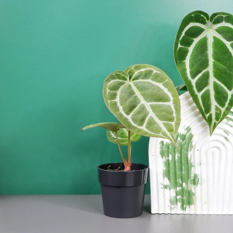 ANTHURIUM CRYSTALLINUM X CLARINERVIUM