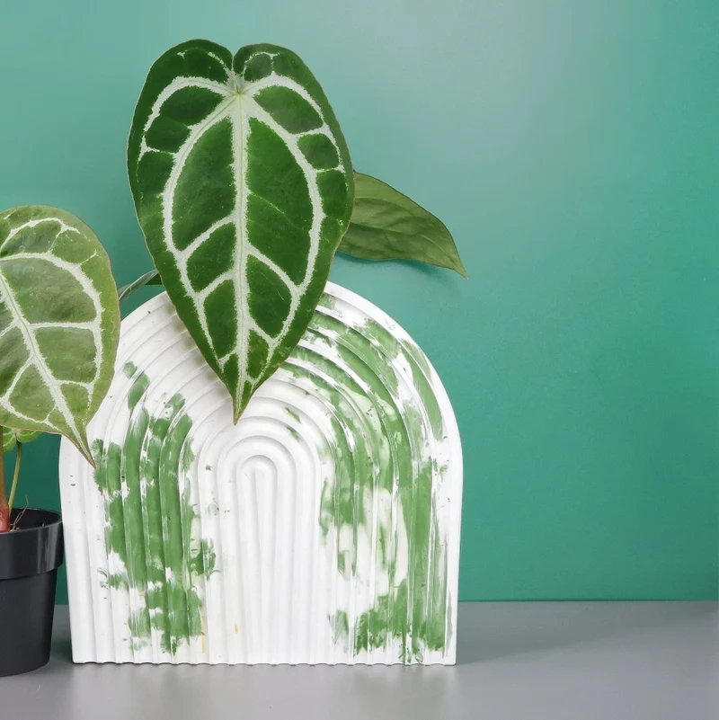 ANTHURIUM CRYSTALLINUM X CLARINERVIUM