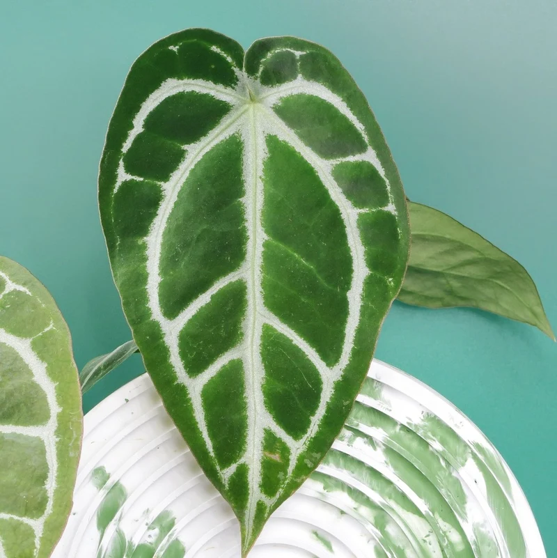 ANTHURIUM CRYSTALLINUM X CLARINERVIUM