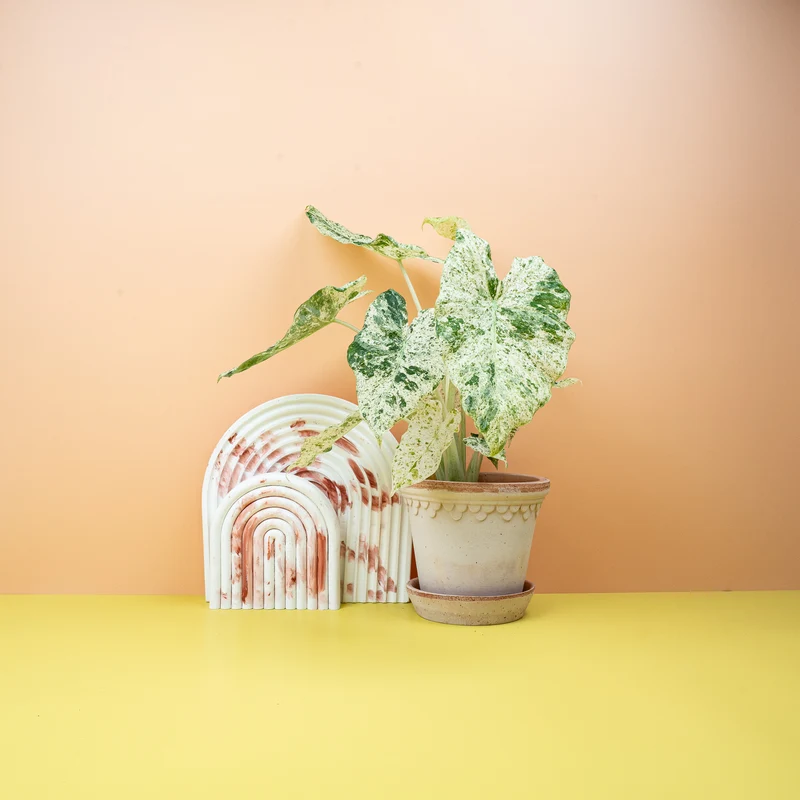 ALOCASIA MACRORRHIZA SPLASH