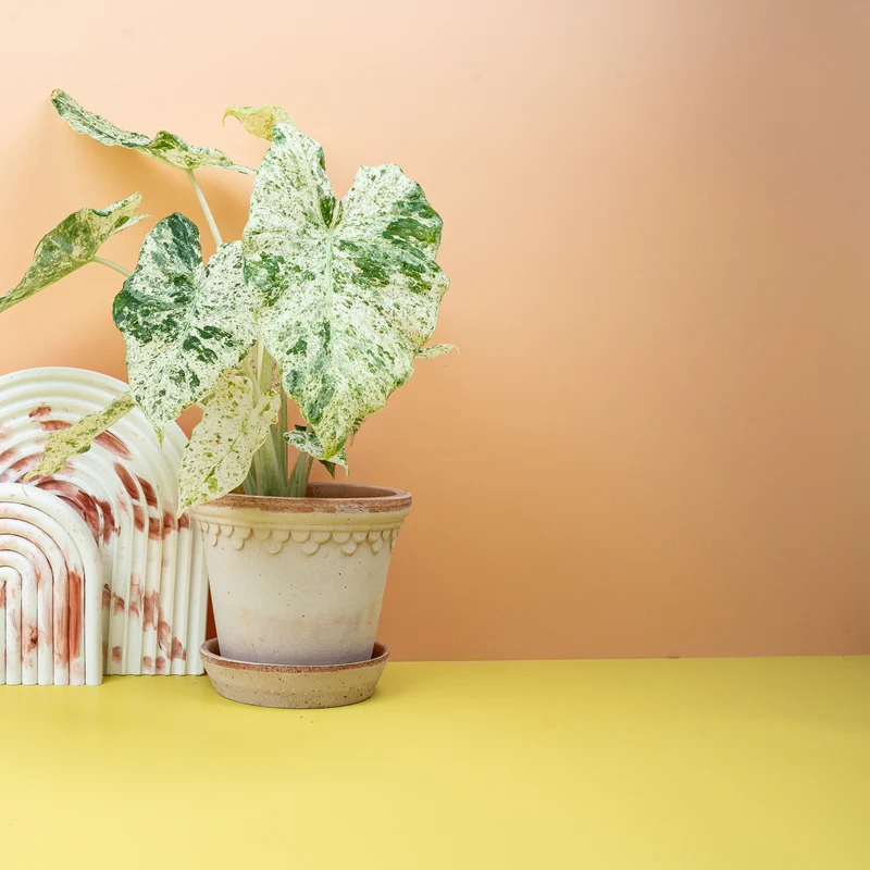 ALOCASIA MACRORRHIZA SPLASH