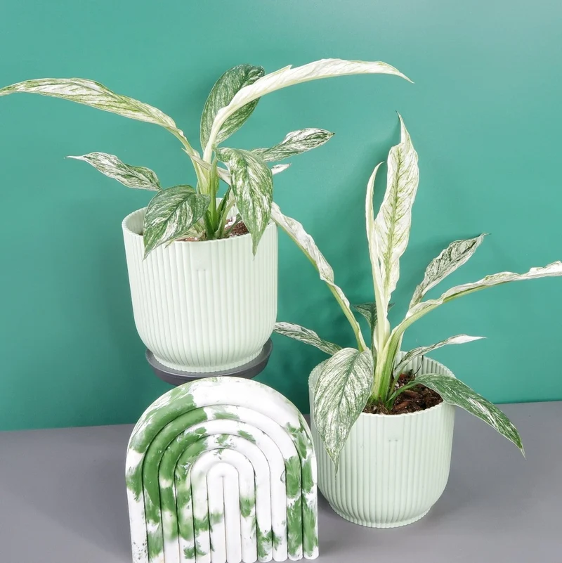 SPATHIPHYLLUM SENSATION VARIEGATA