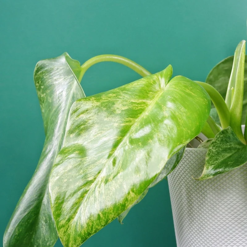 PHILODENDRON GIGANTEUM VARIEGATA