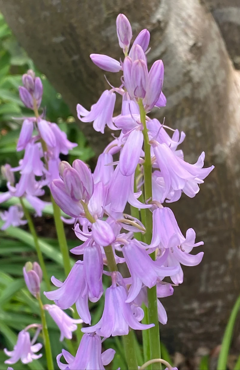 Hyacinthoides hispanica 'Rose Queen' - Spanisches Hasenglöckchen