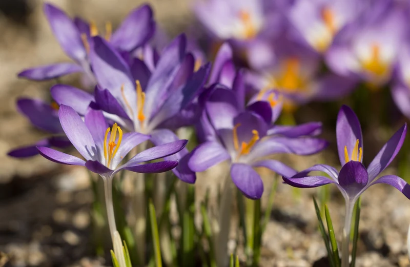 Crocus tommasinianus 'Whitewell Purple' - Dalmatiner-Krokus