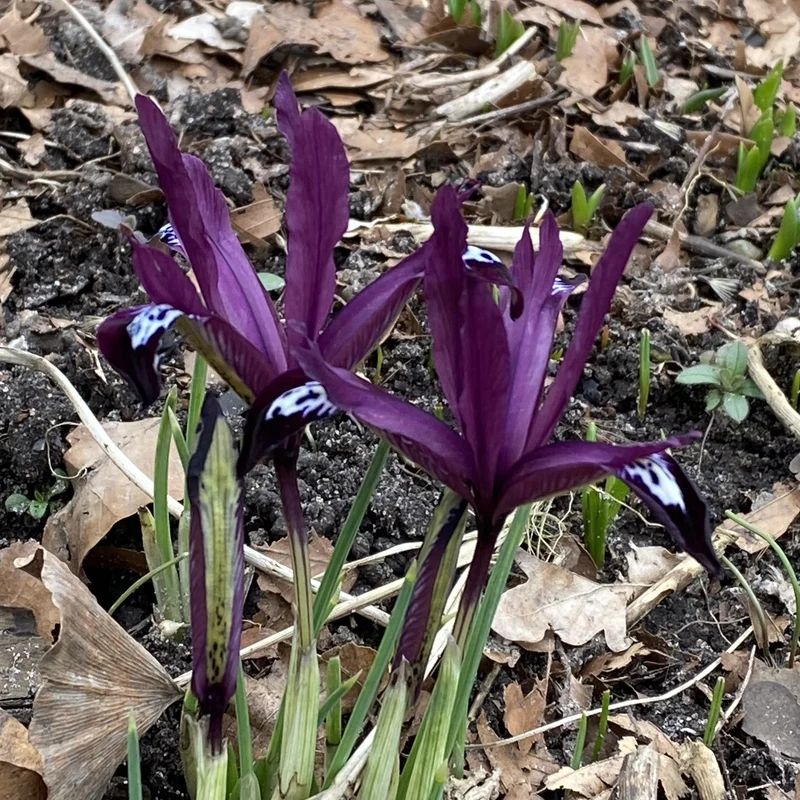 Iris reticulata 'Pauline' - Netzblatt-Iris