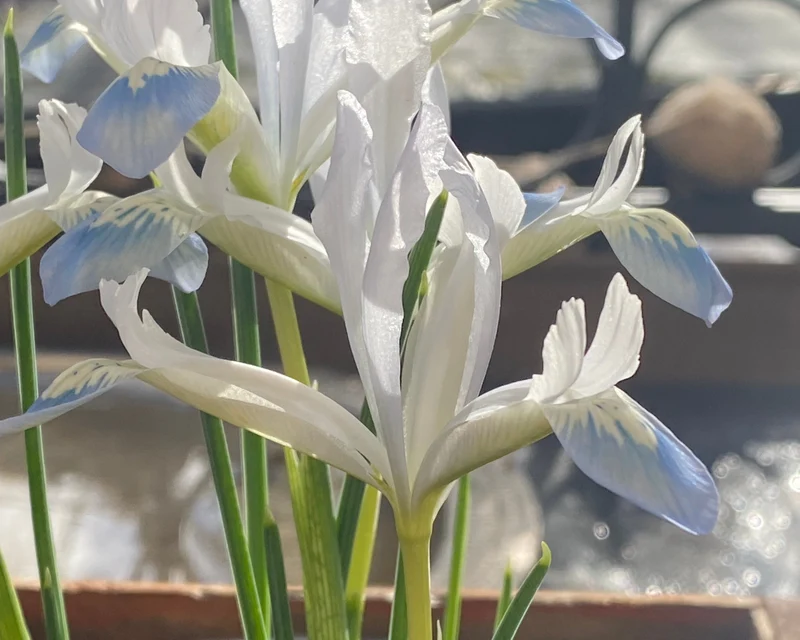 Iris reticulata 'Frozen Planet' - Netzblatt-Iris