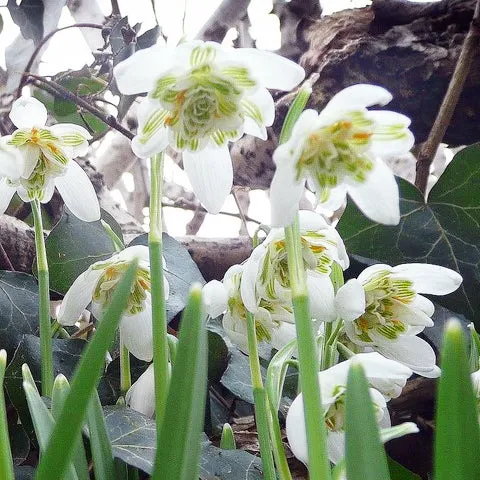 Galanthus nivalis 'Hippolyta' - Gefülltes Schneeglöckchen