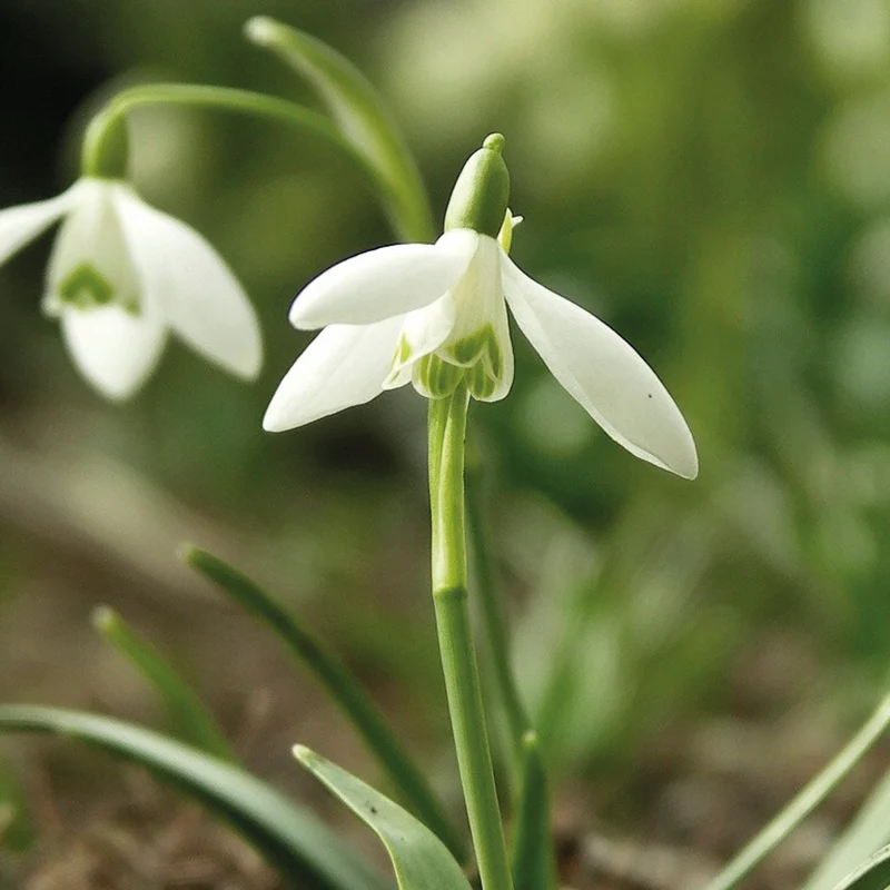Galanthus ikariae - Ikaria Schneeglöckchen