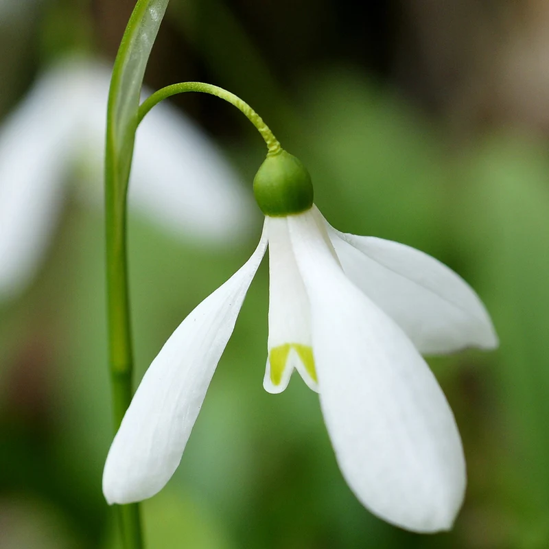 Galanthus nivalis 'Magnet' - Schneeglöckchen