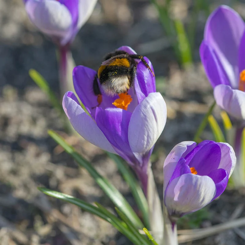 Crocus 'Yalta' - Botanischer Krokus