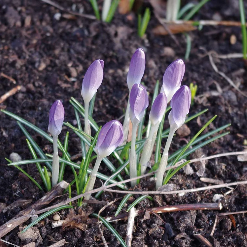 Crocus tommasinianus - Dalmatiner-Krokus