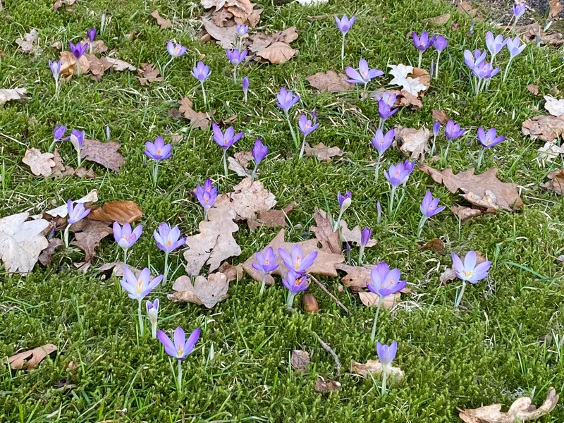 Crocus tommasinianus - Dalmatiner-Krokus
