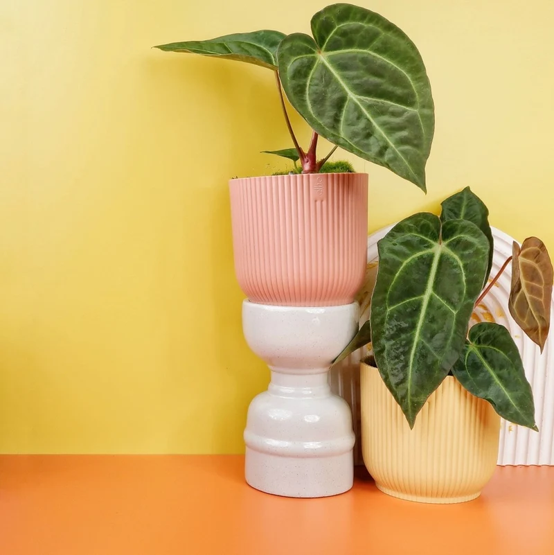 ANTHURIUM MAGNIFICUM X REGALE