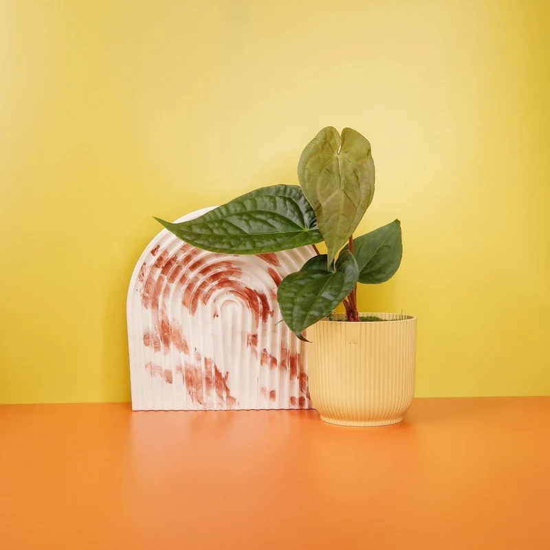 ANTHURIUM MAGNIFICUM X LUXURIANS