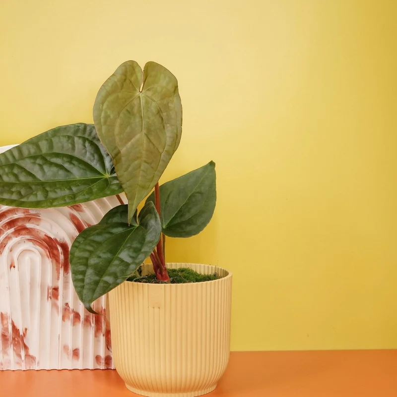 ANTHURIUM MAGNIFICUM X LUXURIANS