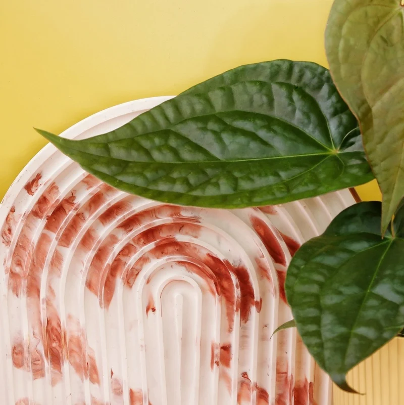 ANTHURIUM MAGNIFICUM X LUXURIANS