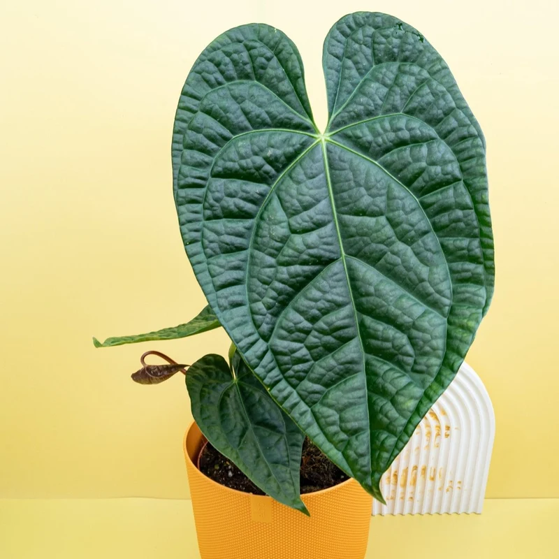 ANTHURIUM MAGNIFICUM X LUXURIANS